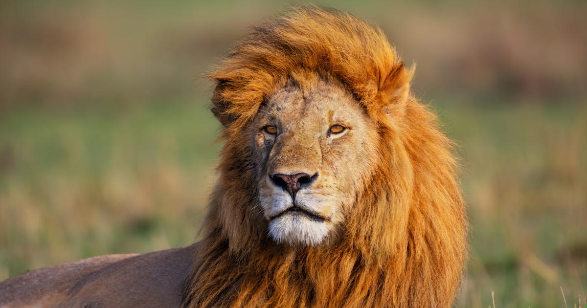 A lion looking intently, capturing its powerful gaze and majestic presence.